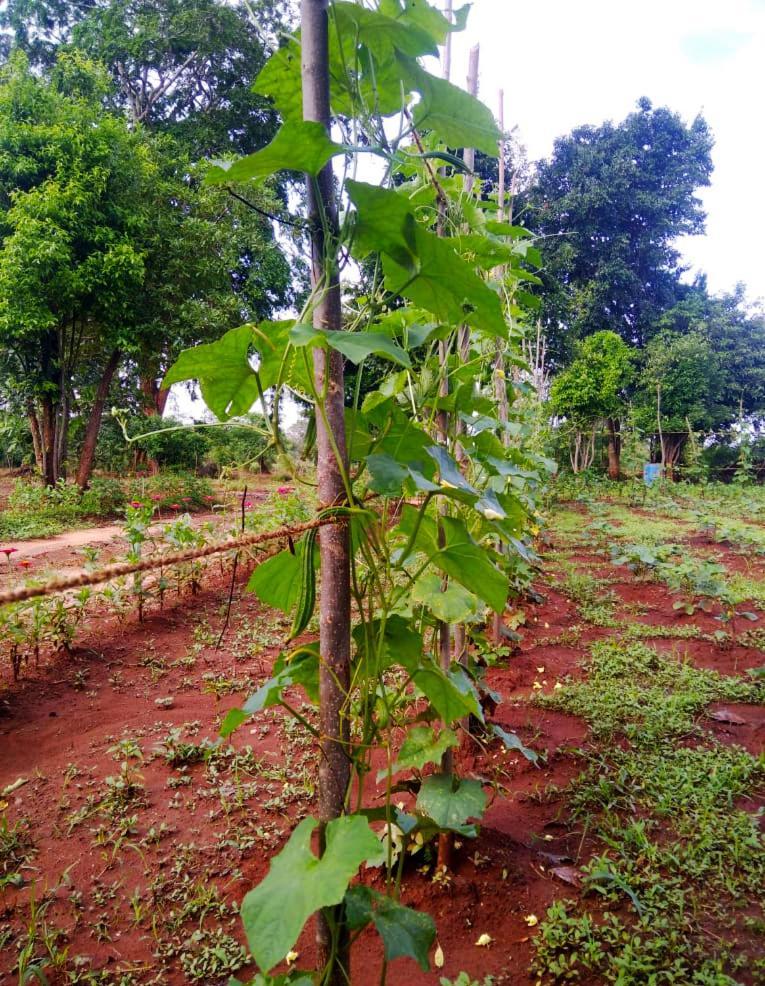 Moni Farm House Wilpattu Nochchiyagama Dış mekan fotoğraf