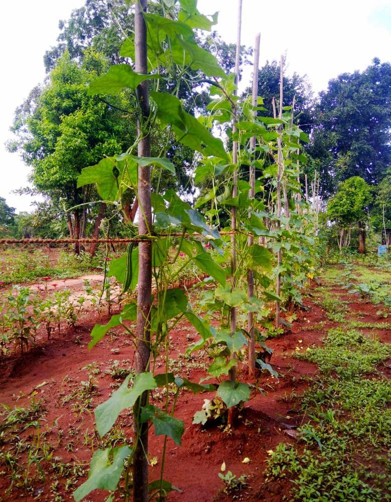 Moni Farm House Wilpattu Nochchiyagama Dış mekan fotoğraf