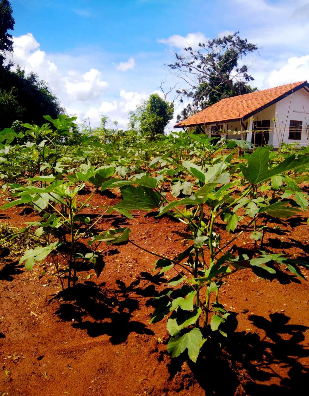 Moni Farm House Wilpattu Nochchiyagama Dış mekan fotoğraf