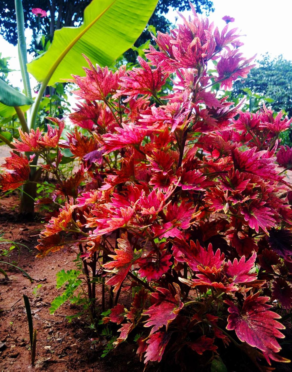 Moni Farm House Wilpattu Nochchiyagama Dış mekan fotoğraf